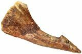Fossil Sawfish (Onchopristis) Rostral Barb - Morocco #322871-1